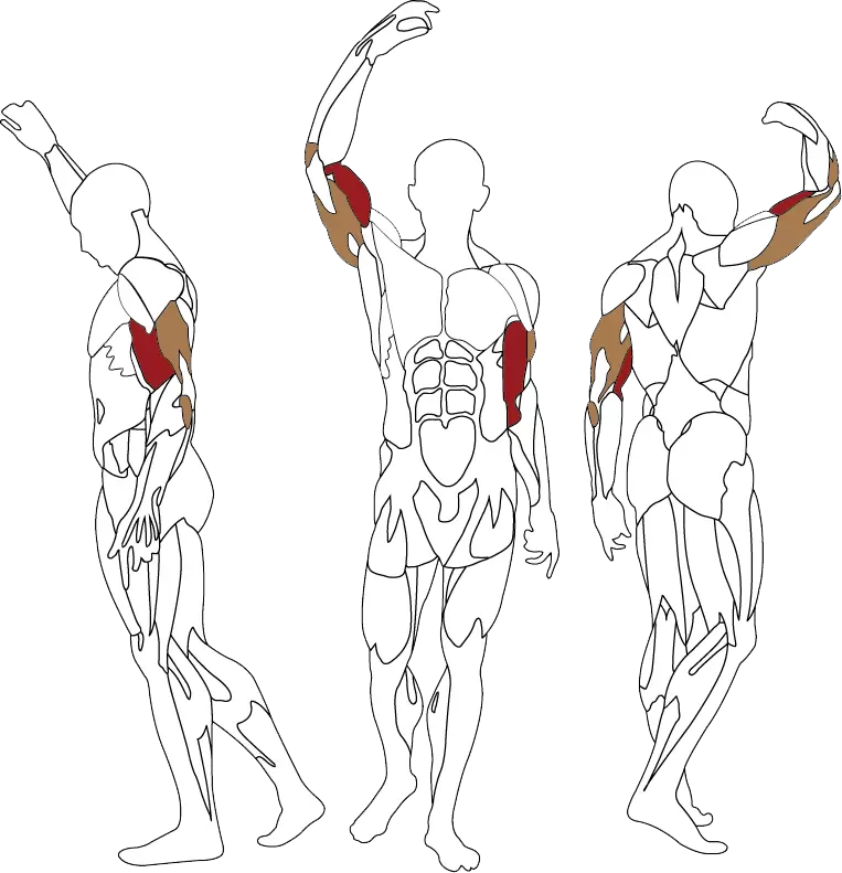 BH Fitness INERTIA Biceps / Triceps L140B